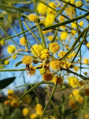 Acacia elongata