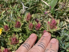 Castilleja rhexiifolia