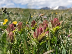 Castilleja rhexiifolia