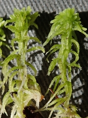 Sphagnum fallax