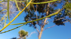 Acacia elongata