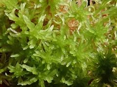 Sphagnum fallax