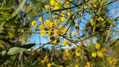 Acacia elongata