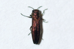 Agrilus cuprescens
