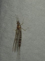 Ephemera varia