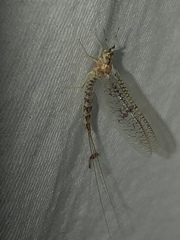 Ephemera varia