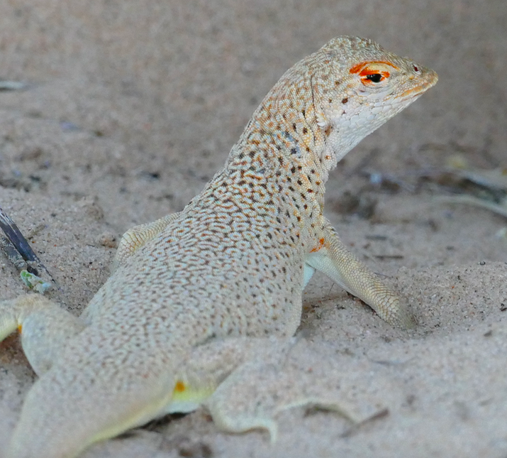 Mojave Fringe-Toed Lizard