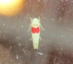 Eratoneura osborni