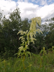 Koenigia alaskana