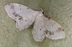 Idaea trigeminata