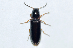 Oestodes tenuicollis