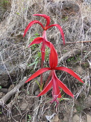 Sprekelia formosissima