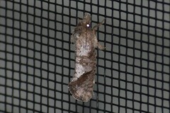 Acrolophus piger