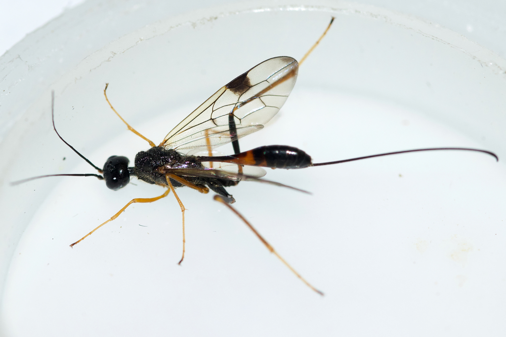 Aulacid Wasps