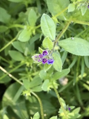 Asperugo procumbens