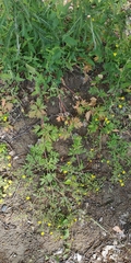 Potentilla tobolensis