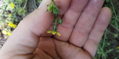 Potentilla tobolensis