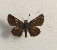 Piruna pirus