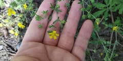 Potentilla tobolensis