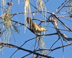 Gavicalis fasciogularis