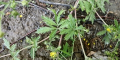Potentilla tobolensis