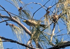 Gavicalis fasciogularis