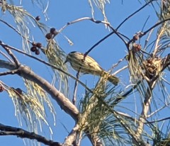 Gavicalis fasciogularis