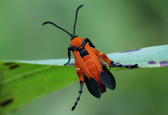 Pyranthrene flammans