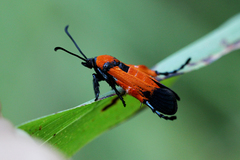 Pyranthrene flammans