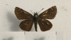 Piruna pirus