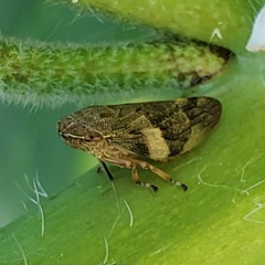 Aphrophora alni
