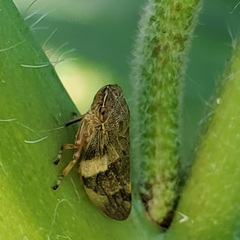 Aphrophora alni