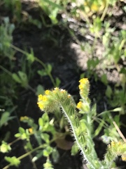 Amsinckia lycopsoides