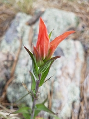 Castilleja nelsonii