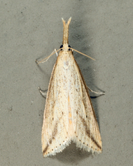 Donacaula longirostrallus