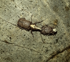 Meconemus impressicollis