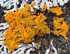 Xanthomendoza oregana