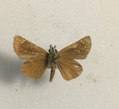Piruna pirus