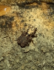 Meconemus impressicollis