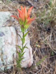 Castilleja nelsonii