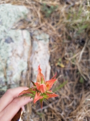 Castilleja nelsonii