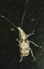 Meconemus infuscatus