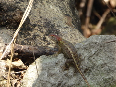 Sceloporus horridus
