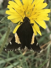 Thorybes pseudocellus