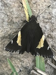 Thorybes pseudocellus