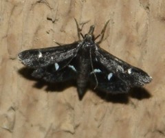 Diasemiodes nigralis