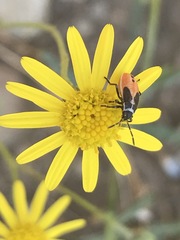 Melanopleurus bicolor