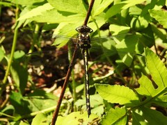 Cordulegaster obliqua