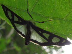 Glyphodes quadrimaculalis