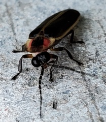Photinus